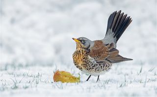 SINWP Bird Photographer of the Year unveils stunning wildlife winners