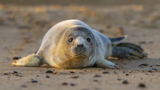 Canon Wildlife Coastal Photography